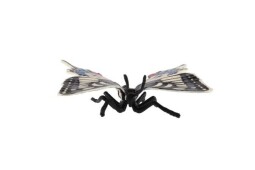 Zooted Motýl tropický Papilio - Otakárek fenyklový 8cm 