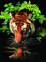 Malování podle čísel Tygr u vody 22x30cm