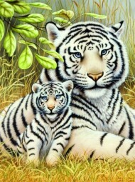 Malování podle čísel Bílí tygři 22x30cm